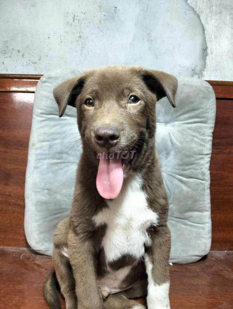 Bé trai Pit Bull socola tứ túc hoa mai to con. Mua bán Chó tại Huyện Bình Chánh Tp Hồ Chí Minh được đăng bởi Ngân Hà hình 1