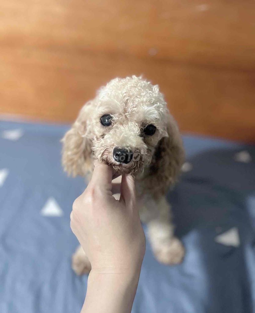 chó ❤️ POODLE TEACUP VÀNG MƠ ❤️. Mua bán Chó tại Huyện Hóc Môn Tp Hồ Chí Minh được đăng bởi Chang hình 2