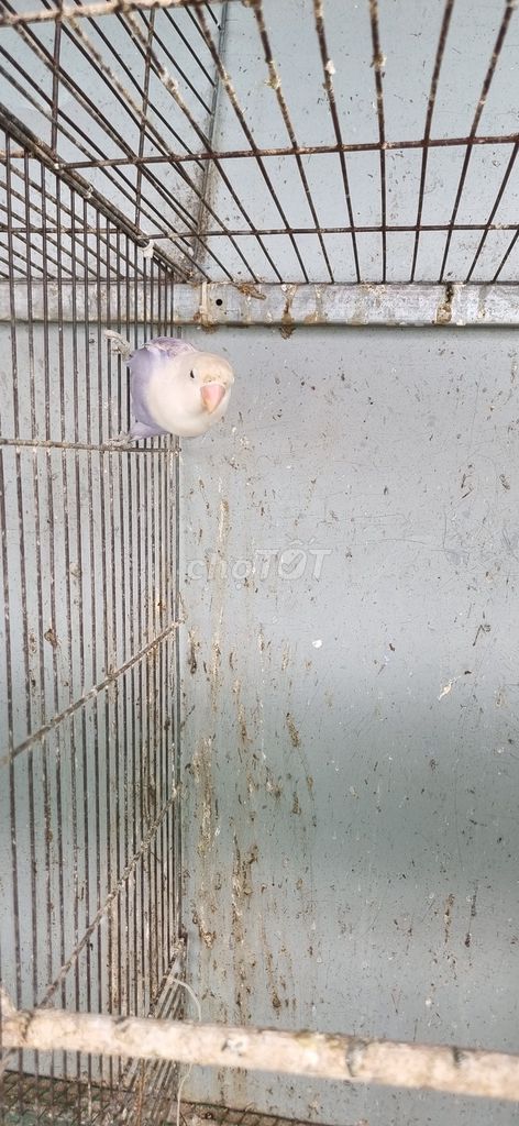 Tìm lovebird có viền trống. Mua bán Chim tại Quận 4 Tp Hồ Chí Minh được đăng bởi Nguyễn văn hải hình 1