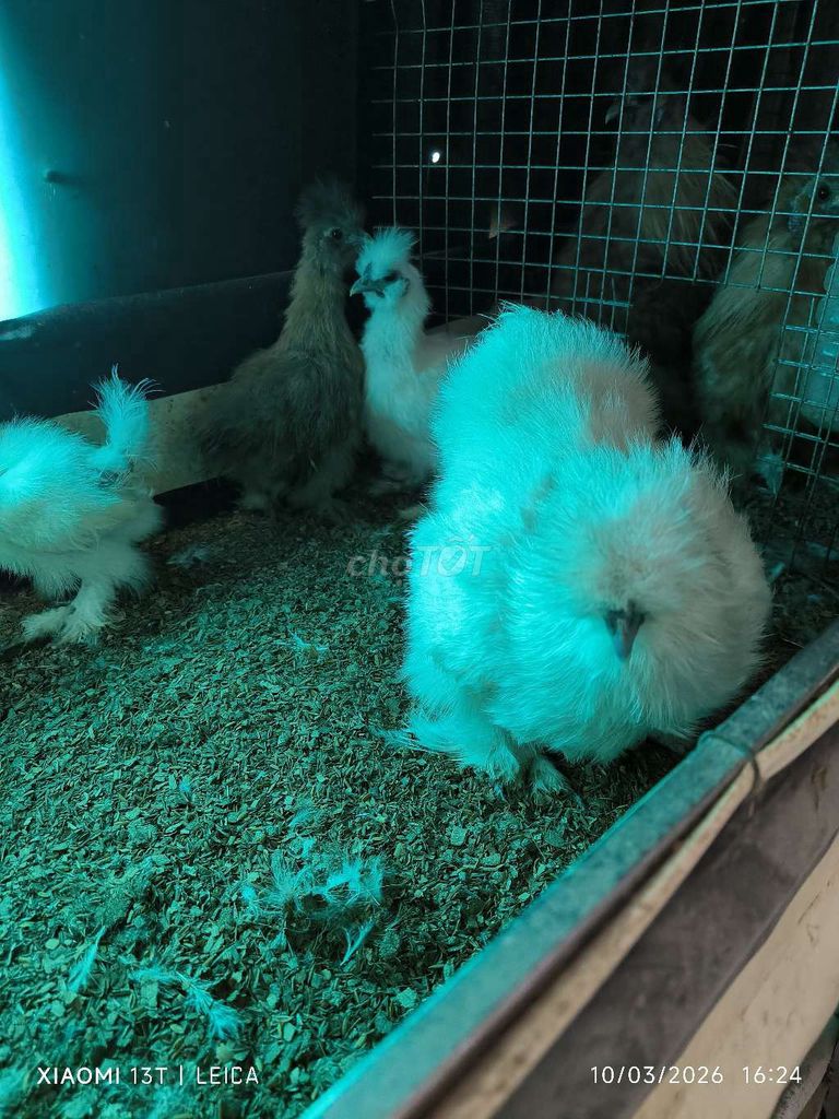 Gà bông Gòn trắng 3 tháng tuổi. Mua bán Gà tại Quận 8 Tp Hồ Chí Minh được đăng bởi  Duy Khang nguyen hình 1