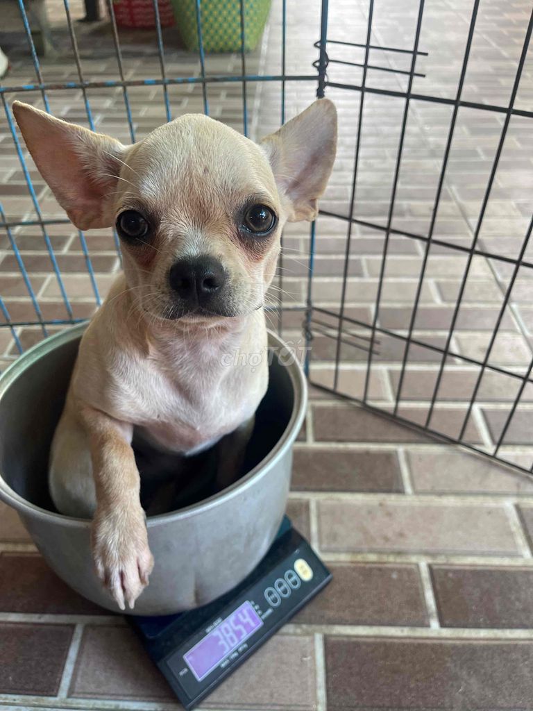 Chihuahua cái vàng kem đã tiêm 1 mũi 7 bệnh. Mua bán Chó tại Huyện Châu Thành Tiền Giang được đăng bởi Lê Bảo Ngân hình 1