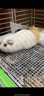 bọ ú mỹ. Mua bán Thú cưng khác tại Quận Gò Vấp Tp Hồ Chí Minh được đăng bởi Trần Hoàng