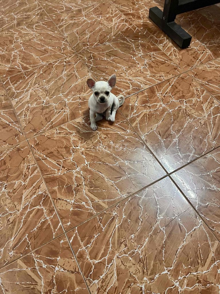 Chó Chihuahua Trắng. Mua bán Chó tại Quận Tân Bình Tp Hồ Chí Minh được đăng bởi Gạo an tâm  hình 1