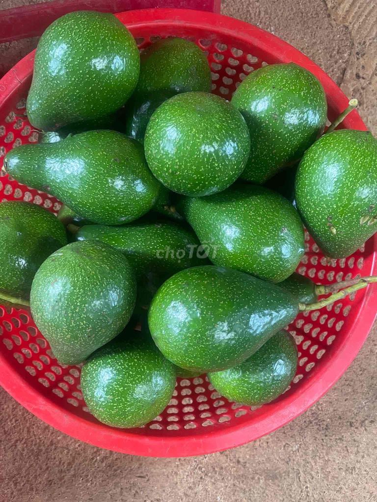 Bơ sáp Xanh Tại vườn Chín già, cơm dẻo. Mua bán Đồ ăn, thực phẩm và các loại khác tại Thành phố Dĩ An Bình Dương được đăng bởi Thinh Nguyễn hình 1