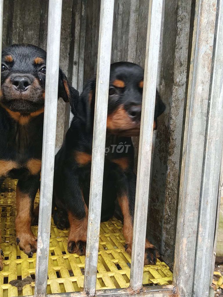 Rottweiler secbia thuần chủng. Mua bán Chó tại Thị xã Bến Cát Bình Dương được đăng bởi Malinois bình dương  hình 4