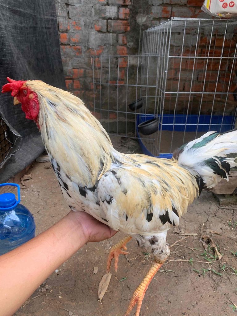 Gà chọi 2.8kg Trắng đốm Đực. Mua bán Gà tại Huyện Càng Long Trà Vinh được đăng bởi Di hình 1