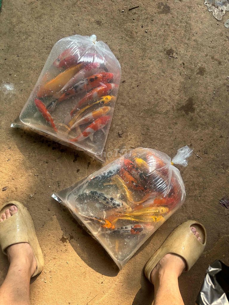 Cá cảnh KOI HOÀNG VĂN THÁI Đa màu. Mua bán Thú cưng khác tại Quận Liên Chiểu Đà Nẵng được đăng bởi Trại cá KOI Hoàng Văn Thái hình 1