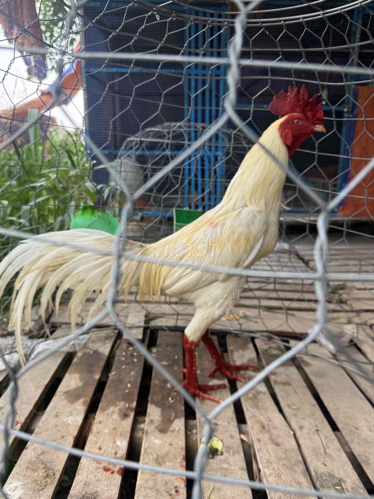 3ki3 khung tay khủng gà thái. Mua bán Gà tại Huyện Châu Thành An Giang được đăng bởi trung khang hình 1