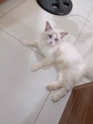 Mèo Ragdoll đực