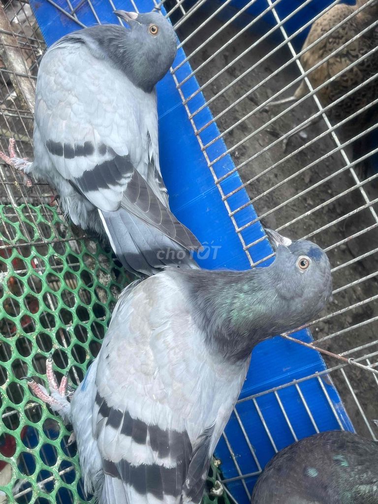 Chim bồ câu Bồ câu gà Mỹ xanh. Mua bán Chim tại Quận Gò Vấp Tp Hồ Chí Minh được đăng bởi Nguyễn Đăng hình 1
