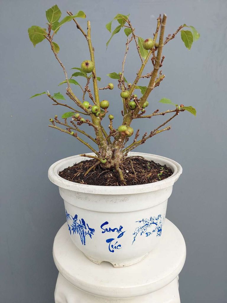 Sung nếp bonsai để bàn siêu trái 35cm (50 cả chậu). Mua bán Cây cảnh, đồ trang trí tại Quận Tân Bình Tp Hồ Chí Minh được đăng bởi Vườn Phố hình 1