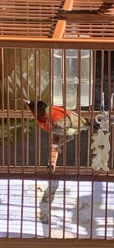 Chim hút mật đa màu 2-3 mùa. Mua bán Chim tại Huyện Nhà Bè Tp Hồ Chí Minh được đăng bởi GIA KHANG  hình 1