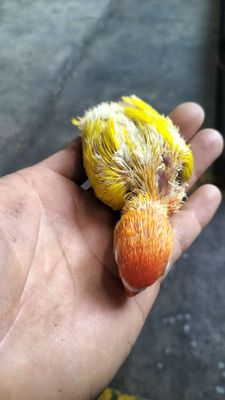 Tìm nhà mới cho bé lb có viền vàng lutino đầu đỏ. Mua bán Chim tại Thành phố Dĩ An Bình Dương được đăng bởi Trần Thanh Tâm 