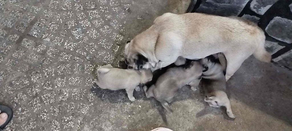 Pug nhà em sinh được 6 bé. Anh chị nào thích ib e. Mua bán Chó tại Thành phố Thủ Dầu Một Bình Dương được đăng bởi Family Pug hình 1