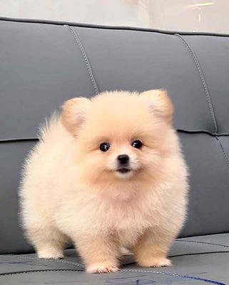 chó pom ( phốc sóc ) vàng mặt gấu