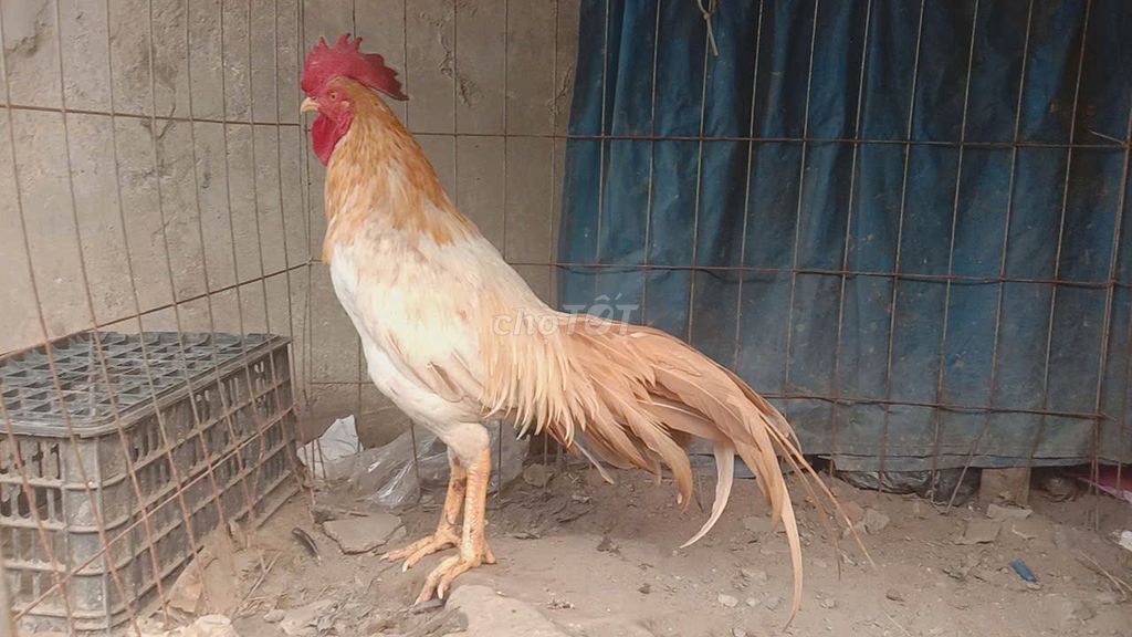 Khét Sữa Thái Mỹ 3,1 Kg còn lên nhiều. Mua bán Gà tại Huyện Long Hồ Vĩnh Long được đăng bởi tran chi nhan hình 1