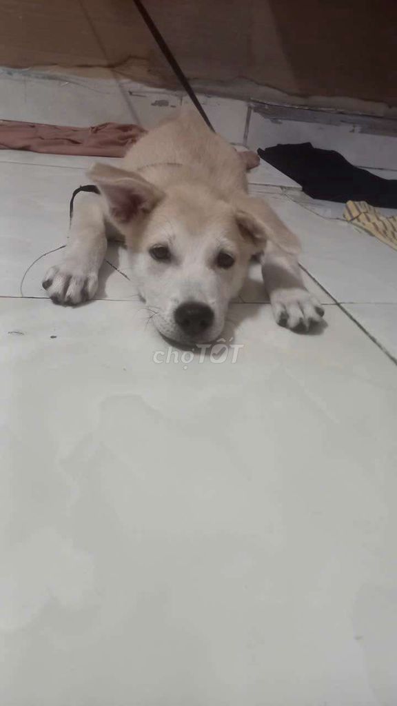 Chó Vàng nhạt. Mua bán Chó tại Huyện Nhơn Trạch Đồng Nai được đăng bởi Bảo Bình hình 1