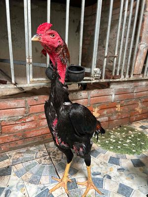 Gà chọi trống chân vàng cựa đen
