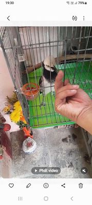 Cưỡng 3 mùa. Mua bán Chim tại Quận Tân Phú Tp Hồ Chí Minh được đăng bởi  Phát 
