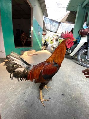Gà sil mỹ 2kg6 bổn giỏi. Mua bán Gà tại Huyện Hóc Môn Tp Hồ Chí Minh được đăng bởi Tín Nguyễn