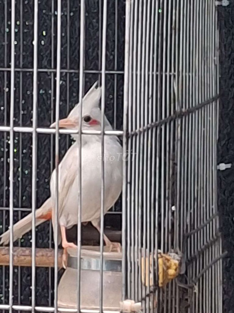 Chim chào mào Bạch lem cả hai. Mua bán Chim tại Quận Cẩm Lệ Đà Nẵng được đăng bởi Nguyễn Thành Long hình 1
