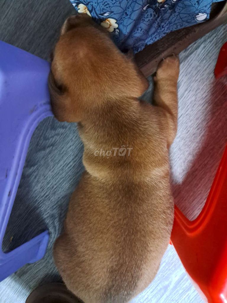 Chó con 1 tháng tuổi màu Nâu. Mua bán Chó tại Quận Bình Tân Tp Hồ Chí Minh được đăng bởi Dương Thị Ngọc Mỹ hình 1