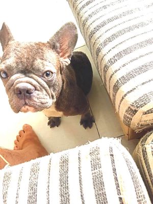 Do công việc nên  tìm chủ mới cho bé bull pháp