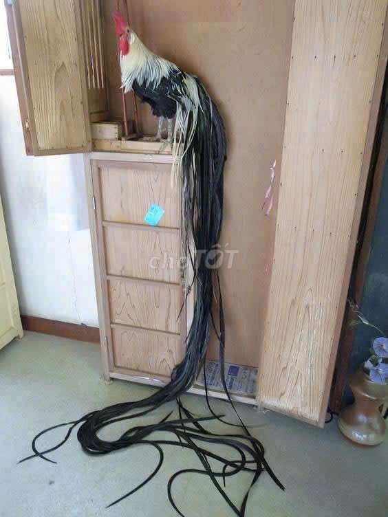 Gà con Onagadori Nhạn, chuối trắng. Mua bán Gà tại Quận Hà Đông Hà Nội được đăng bởi Đinh Trung Thực hình 1