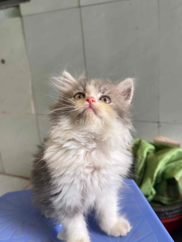 Mèo lông dài Bicolor. Mua bán Mèo tại Thành phố Thủ Đức Tp Hồ Chí Minh được đăng bởi Nam Võ hình 1