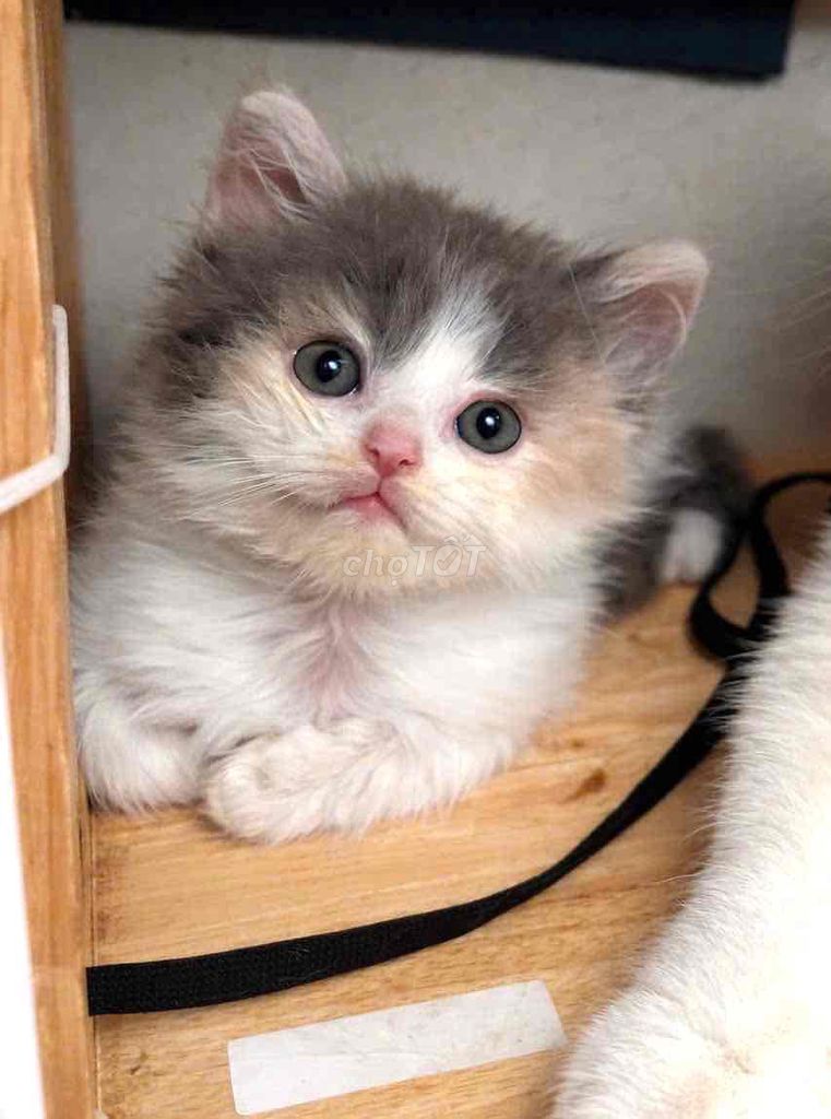 Mèo tam thể dễ thương🐱. Mua bán Mèo tại Quận Long Biên Hà Nội được đăng bởi Văn Nam hình 1