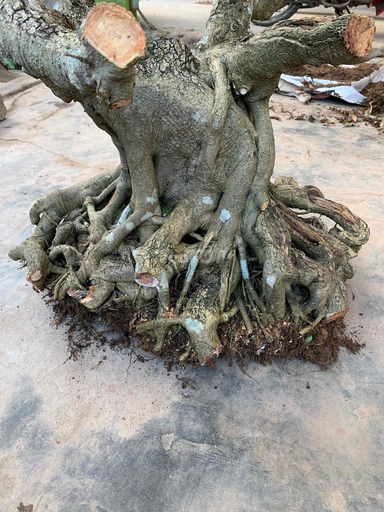 Cây cảnh Bonsai Gỗ Tiên Lãng. Mua bán Cây cảnh, đồ trang trí tại Huyện Tiên Lãng Hải Phòng được đăng bởi Lê Đức toản  hình 1