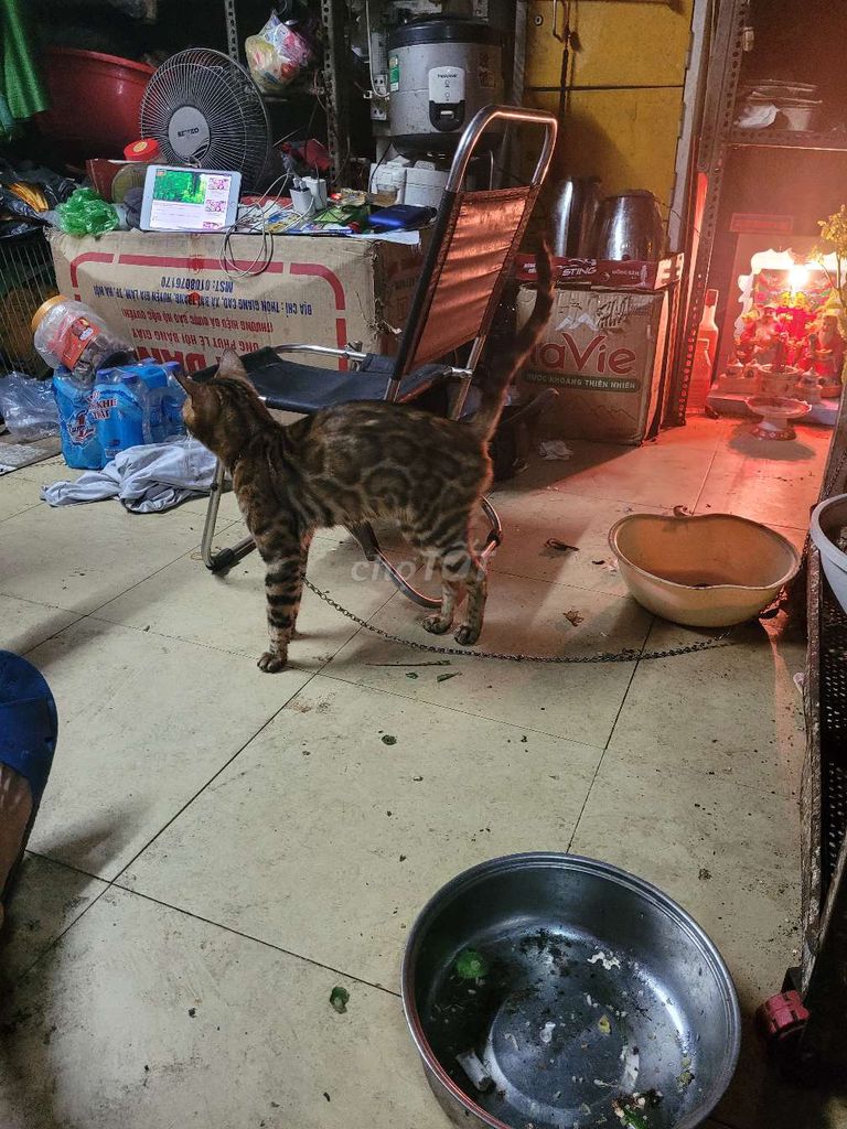 Bán mèo bengal