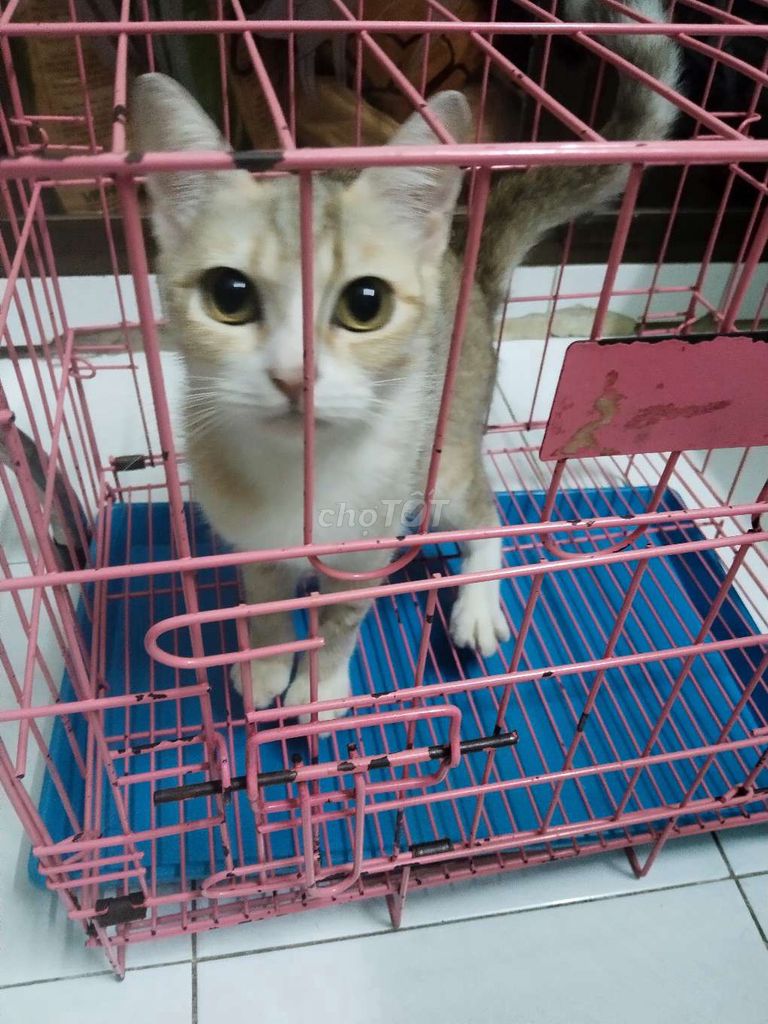 Mèo lai Tây Vàng trắng. Mua bán Mèo tại Quận 6 Tp Hồ Chí Minh được đăng bởi Ân hình 1