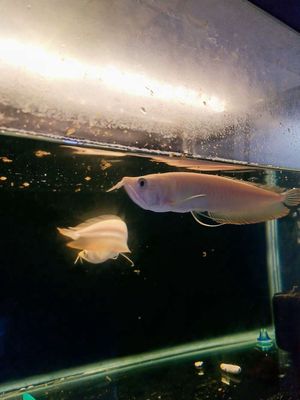 Cá Rồng Ngân Abino bản cao 18 -19cm