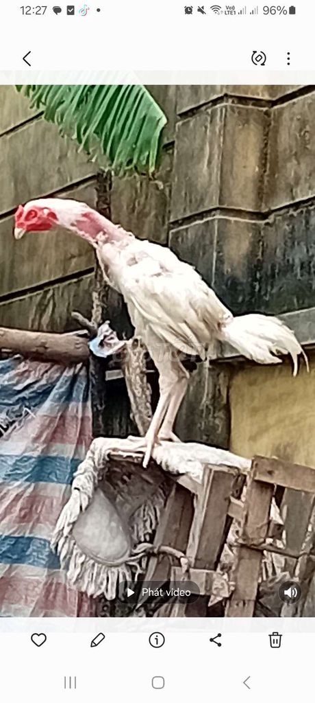 gà tơ tách đàn lực khỏe đốc cổ mặt. Mua bán Gà tại Huyện Thanh Trì Hà Nội được đăng bởi lương nhân hình 1