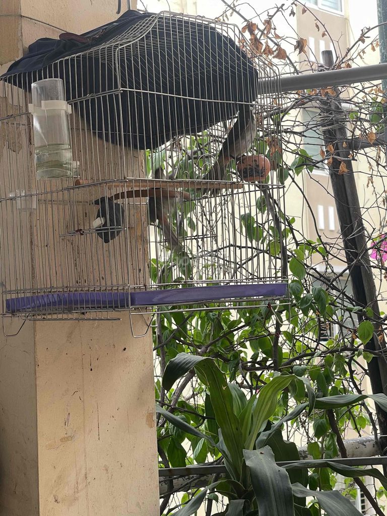 Chim má trắng trống 2 tháng đã tiêm. Mua bán Chim tại Quận Thanh Xuân Hà Nội được đăng bởi phuong hình 1