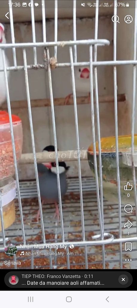Chim Sẻ Java Đôi. Mua bán Chim tại Quận Long Biên Hà Nội được đăng bởi tổng kho gia dụng  hình 1