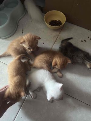 CẦN BÁN MÈO ANH LÔNG DÀI 5CON😇MN Thương ib ngay. Mua bán Mèo tại Quận 12 Tp Hồ Chí Minh được đăng bởi Hoàng Triệu MQ