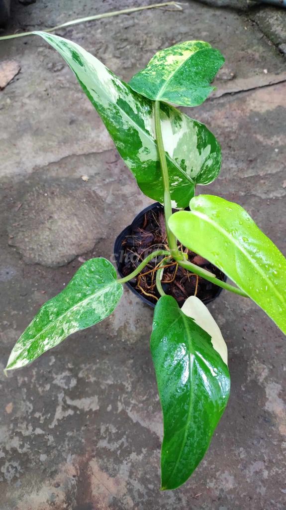 chậu Philodendron Domesticum