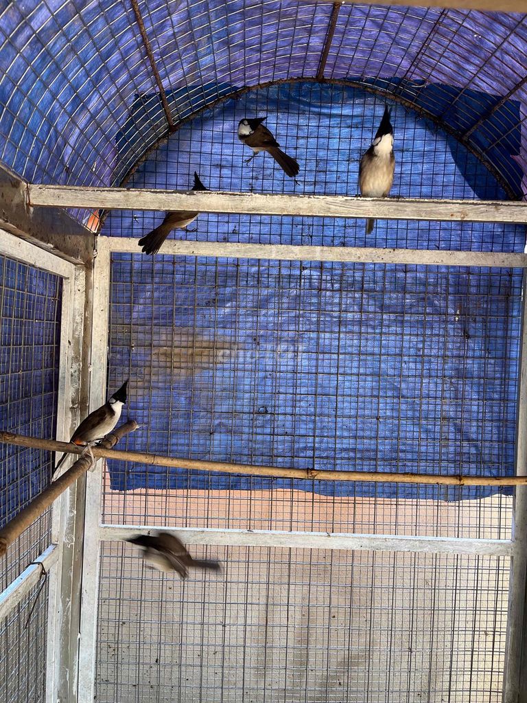 Chim chào mào Cao Bằng hơn 1 năm. Mua bán Chim tại Huyện Củ Chi Tp Hồ Chí Minh được đăng bởi Nguyentrongnghia hình 1