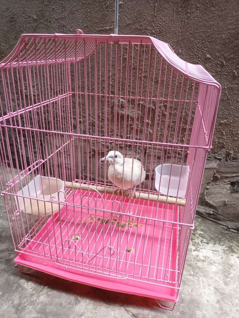 Bán chim cu pháp vơi lồng. Mua bán Chim tại Quận 7 Tp Hồ Chí Minh được đăng bởi cao minh nhật hình 1
