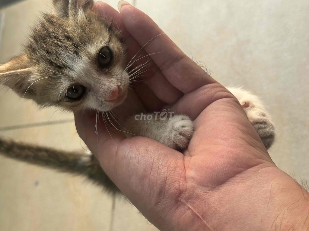 Mèo con Tam thể. Mua bán Mèo tại Quận Tân Bình Tp Hồ Chí Minh được đăng bởi bibi hình 1