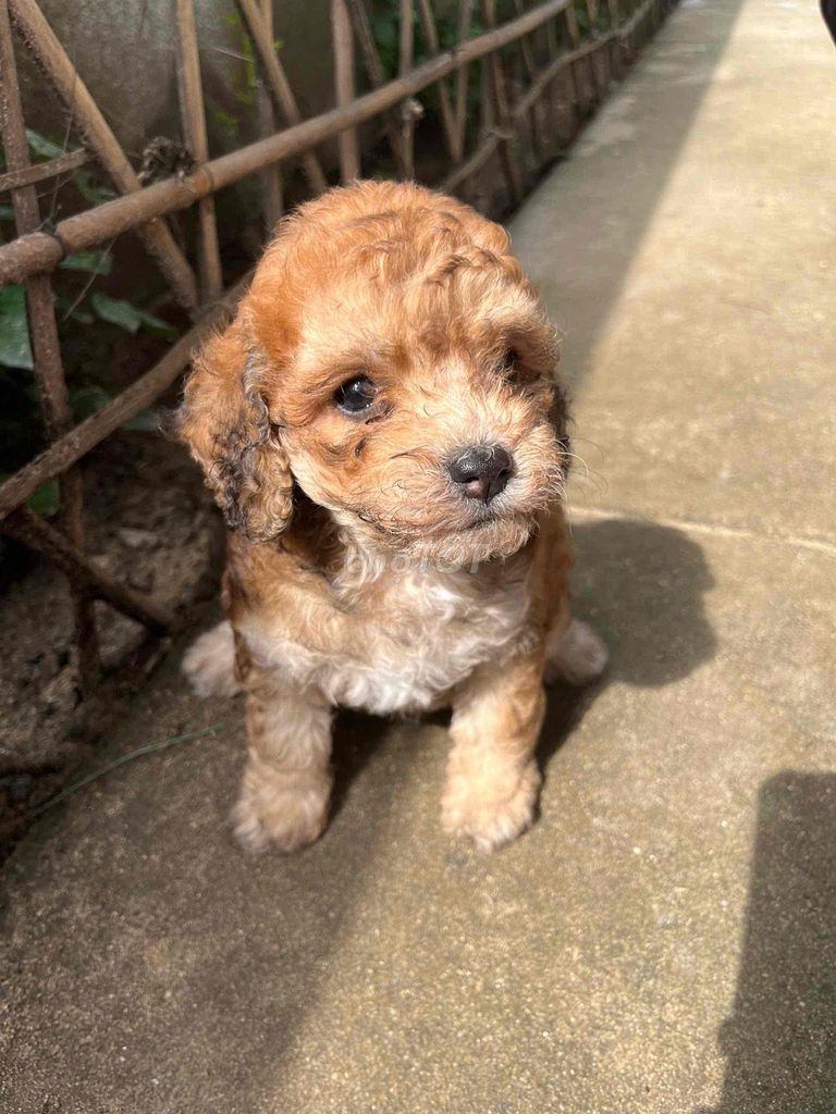 cần bán chó Poodle Tiny đẹp nhà sinh sản