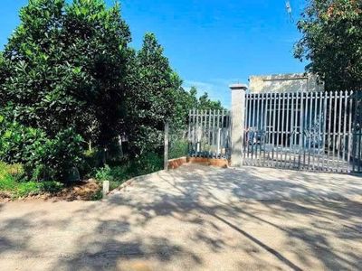 GIẢM GIÁ BÁN NHANH LÔ 213m2 TRỒNG MÍT, SỔ RIÊNG, GIÁ 550TR, THỔ CƯ 100