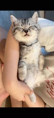 Mèo tai xoắn Xám sọc