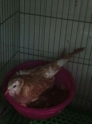 Cu thái sinh sản. Mua bán Chim tại Quận Bình Tân Tp Hồ Chí Minh được đăng bởi Gia dụng Sài Gòn 