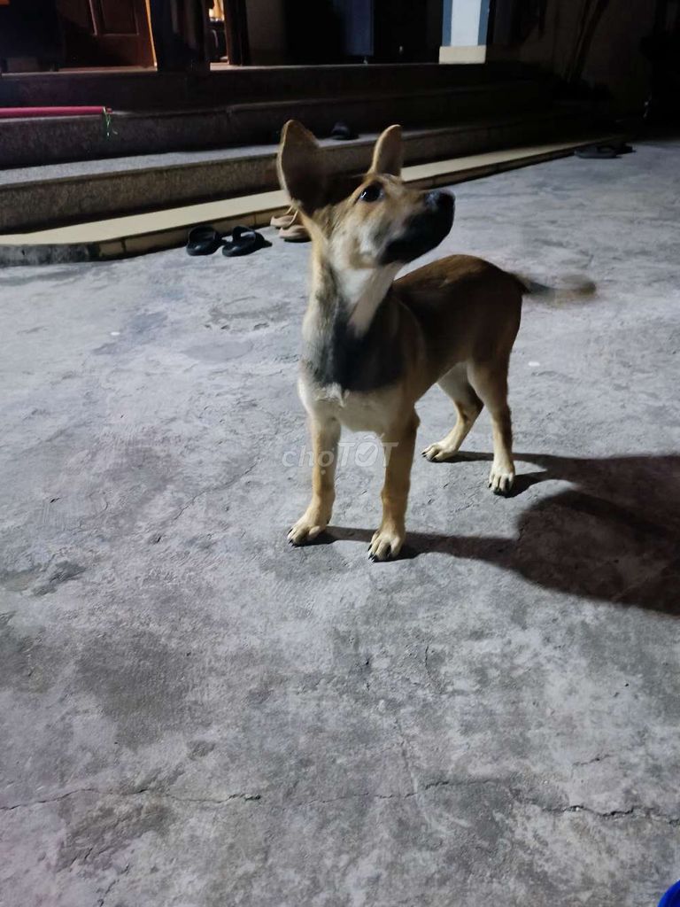 Chó lai 5 tháng khoẻ mạnh. Mua bán Chó tại Huyện Thuỷ Nguyên Hải Phòng được đăng bởi Tran Tam Dq hình 1