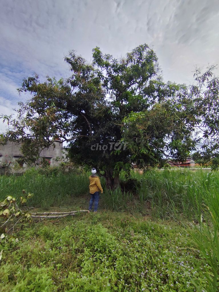Bán lô đất mặt tiền Tỉnh lộ 721 – Ma đa guôi - Lâm Đồng – giá 7,9 tỷ. Mua bán đất tại Huyện Đạ Huoai Lâm Đồng được đăng bởi Quốc Vinh hình 5