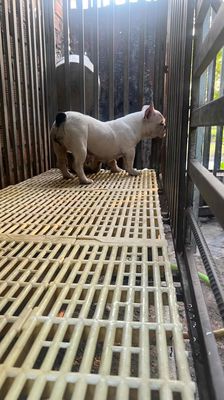 bull pháp cái thích hợp ss