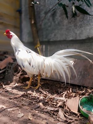 Bướm chân vàng 2kg2 còn lên , tay ngon. Mua bán Gà tại Quận 12 Tp Hồ Chí Minh được đăng bởi Tên chưa cung cấp